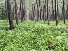 -黄海国家森林公园