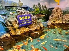 -合肥海洋世界