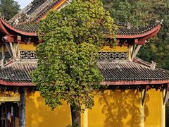 -铁山坪森林公园