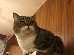 -喵园·猫主题咖啡厅·撸猫·猫咖(国贸店)