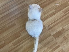 -喵小馆·猫咖狗咖猪咖·饮品店