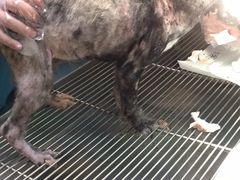 -爱派特动物医院·全科诊疗中心