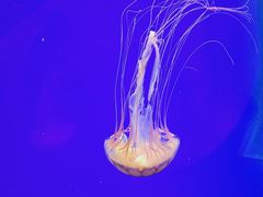 -上海海洋水族馆