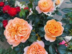 -溪岸路花鸟市场