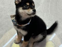 -柴犬小屋·柴餐厅·狗咖食堂(金鼎广场店)