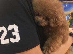 -more than meow吴止猫主题餐厅(承德 中船汇店)