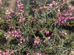 -双季花艺园艺市场(浦东店)