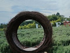 -紫颐香薰山谷景区