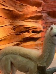 -酷嗒动物文化乐园(cutezoo西溪乐天城店)