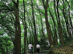 -铁山坪森林公园