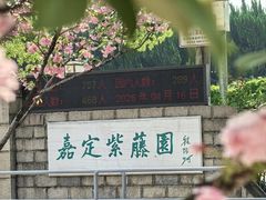 -嘉定紫藤园