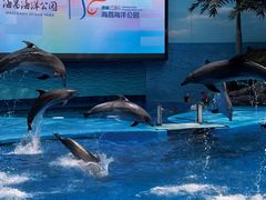 -海合安成都极地海洋公园