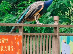 -西霞口神雕山野生动物世界