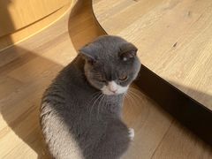 -CAT’S MEWSTAR CAFE·喵星球猫屋(晴湾咖啡店)