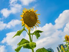 -光明小镇欢乐田园