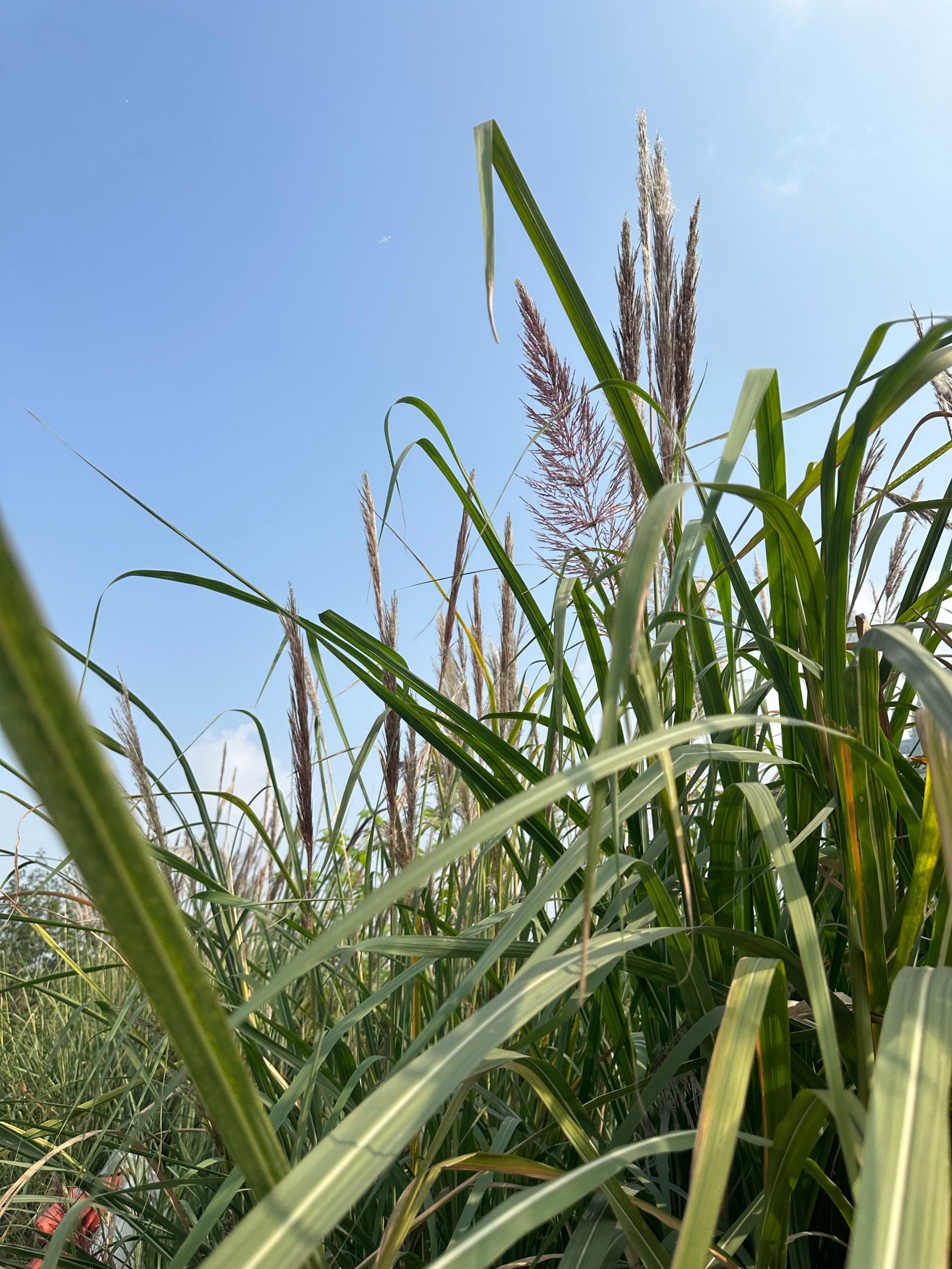城市的风啊 在芦苇丛 city walking