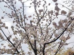 -自然谷恐龙园