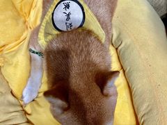 -逗柴咖啡屋·狗咖猫咖宠物桌游
