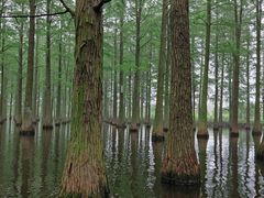 -渌洋湖湿地公园