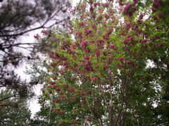 -永定河休闲森林公园