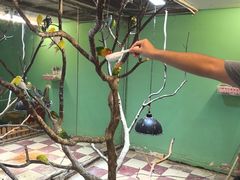 -上海大自然野生昆虫馆(东方明珠·爬宠昆虫探索中心)
