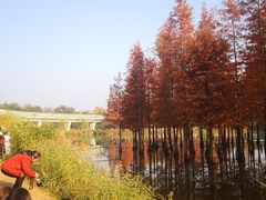 -白鹭湾湿地公园