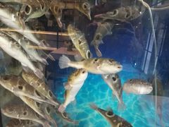 -肆月河豚·新淮扬(金融街店)