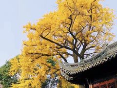 -豫园