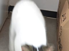 -御宝贝·A梦猫科宠物医院(国际猫友好医院)