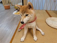-柴迷FANS CLUB·柴犬狗咖·猫咖