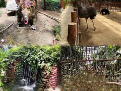 -呀路古热带植物园