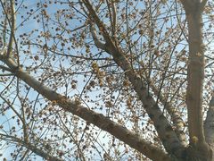 -永定河休闲森林公园