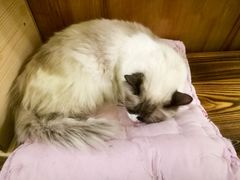 -猫色咖啡·猫咖