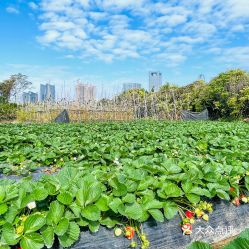 古港草莓园