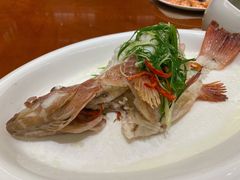 清蒸东星斑-潮府馆·非遗潮州菜·世纪公园(新国际博览中心店)