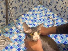-FAELING PETS美天灵宠物(富力广场店)