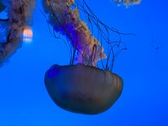 -太平洋海底世界