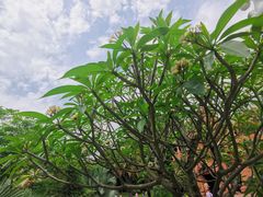 -曼听御花园