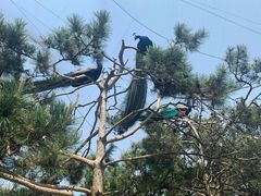 -燕塞湖鸟语林景区