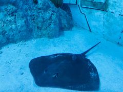 -芜湖新华联大白鲸海洋公园