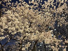 -固瑞齿科·口腔·种植·矫正(恒隆分院)