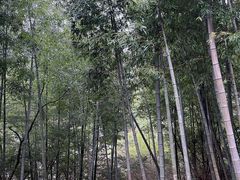 -庐山碧龙潭风景区