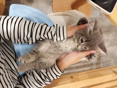 -楼上猫咖(罗湖店)