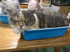 -藦茜花园宠物主题亲子互动体验馆(国顺东路店)