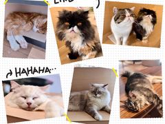 -瞄一喵猫咖(格力海岸店)