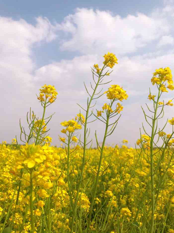 西双塘油菜花海-"昨天去了,不知道是不是没找到地方,反正嘛.