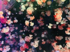 -海合安青岛极地海洋公园