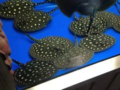 -中环花鸟鱼虫市场