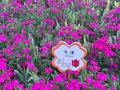 -荷兰花海