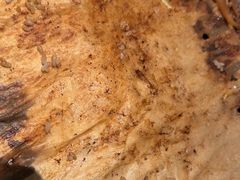 -新石器烤肉(高行万嘉店)